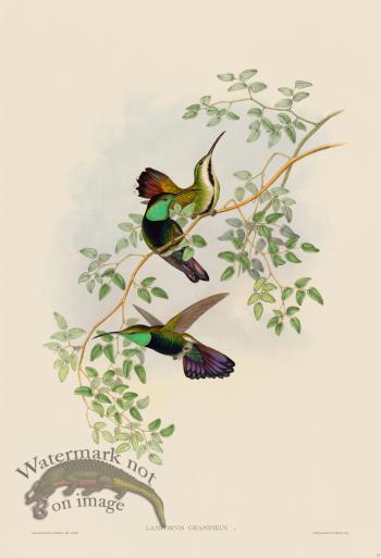 Gould Hummingbird 077